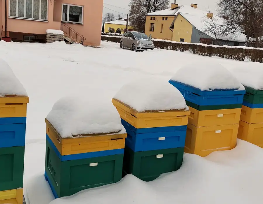 Pasieka zimą